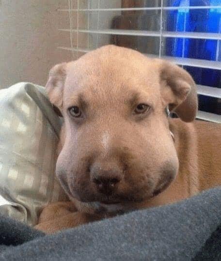 My sister noticed her pups face was after swelling up