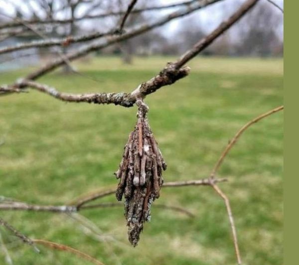 The Evergreen Bagworm: A Silent Threat To Your Trees