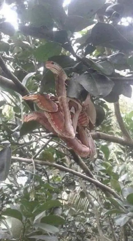 Angry-looking ‘snakes’ spotted lurking in tree, not everything is as it seems