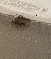 Why you should never kill a house centipede if you find one inside your house