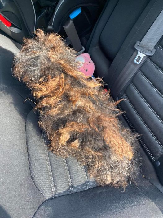 Rescue Takes In Severely Matted Dog Who Looks Like A Wig — Today She’s Unrecognizable.