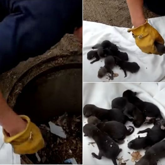 After Firefighters Rescue Puppies From Drain, Vet Rejects Them Because Of Firemen’s Single Mistake 