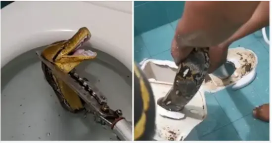 Massive 12-foot python slithers through toilet, startled homeowner