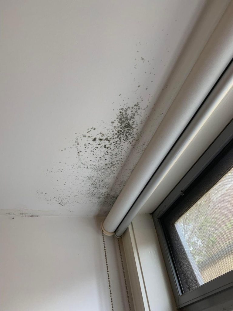 4 Ways To Get Rid Of Mold Without Having To Call A Professional