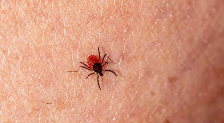 How to Proceed If You Find a Tick Inside Your House