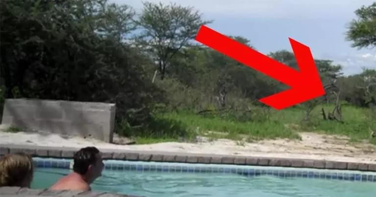 (VIDEO)Tourists enjoyed their hot summer day at the pool, when suddenly an uninvited visitor showed up at their party