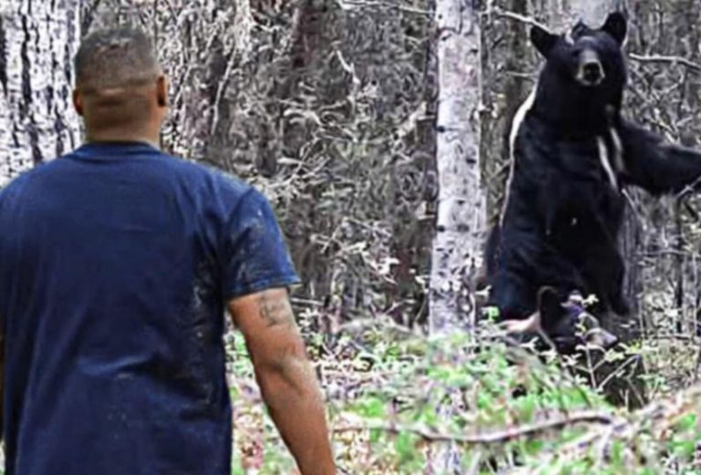 (VIDEO)Mother Bear asks man for help, and then this happens…