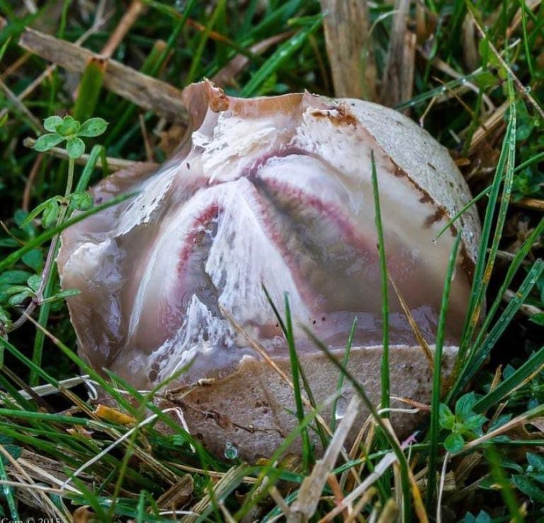 The boy found a broken egg in the yard. After a few seconds, everyone gasped at what they saw… Oh My God!