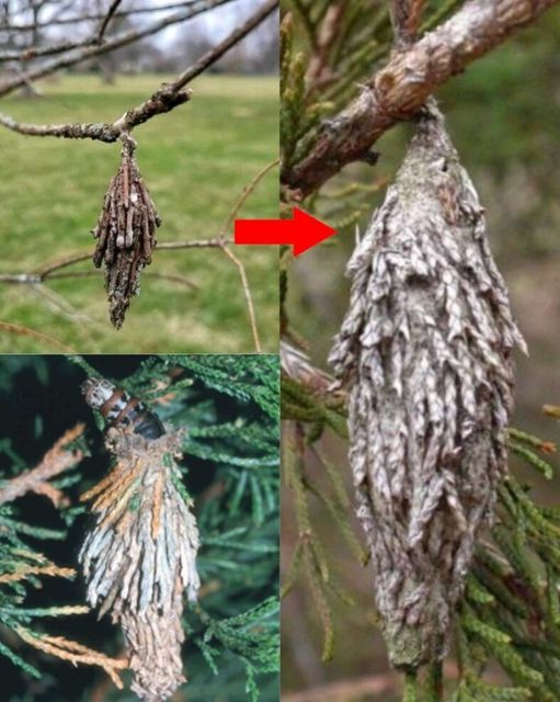 Guarding Your Trees: The Stealthy Threat of the Evergreen Bagworm 