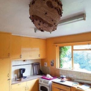 (VIDEO)A warning has been issued after one of the largest ever Asian Hornet’s nests was found hanging from a ceiling in a house  See full story in comments 