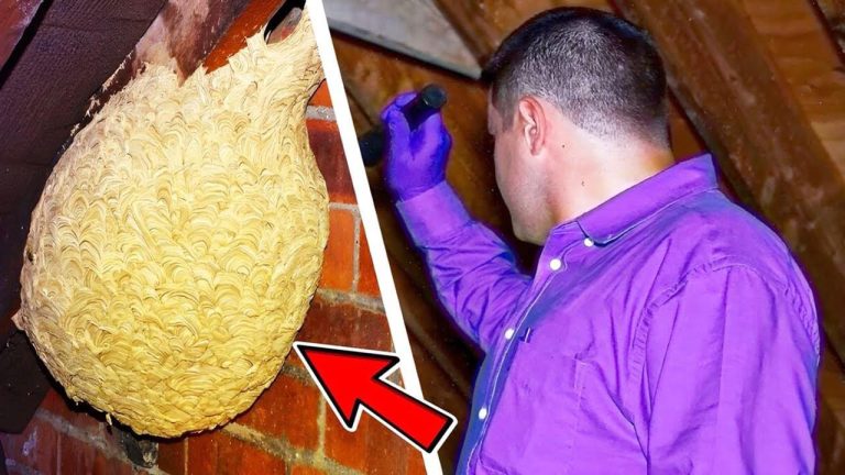 (VIDEO)Man Thinks He Found “Hornets” Nest In Attic – Turns Pale When He Realizes What’s Inside  Check Comment Below 